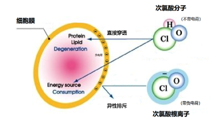 次氯酸消毒